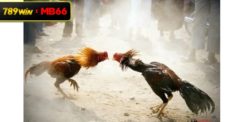 Vì sao đá gà biên giới tại 789WIN thu hút đông đảo người chơi? Vì sao đá gà biên giới tại 789WIN thu hút đông đảo người chơi?