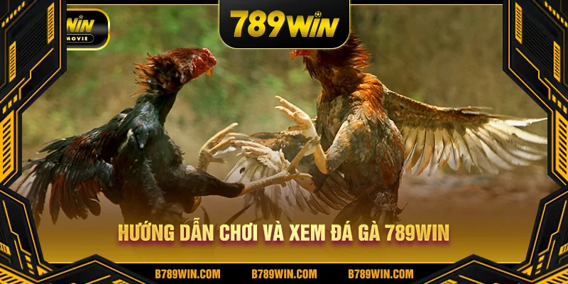 Hướng dẫn chơi và xem đá gà 789WIN